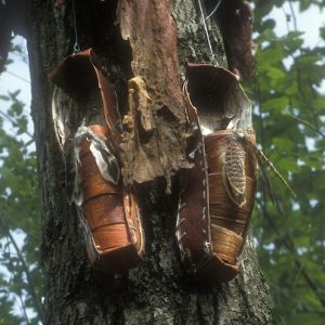 Birch bark shoes - made for sculpture trail