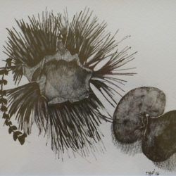 Study of Horse Chestnut seed - pencil drawing